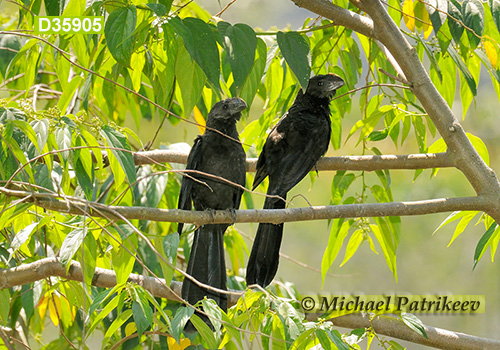 Smooth-billed Ani (Crotophaga ani)